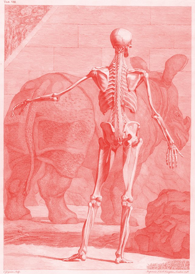 Jan Wandelaar (Zeichnung), Charles Grignion (Stich): Tab. VIII aus Bernhard Siegfried Albinus, Tabulae sceleti et musculorum corporis humani, Leiden 1747 (Ausgabe London 1749), Kupferstich, mit dem Nashorn Clara