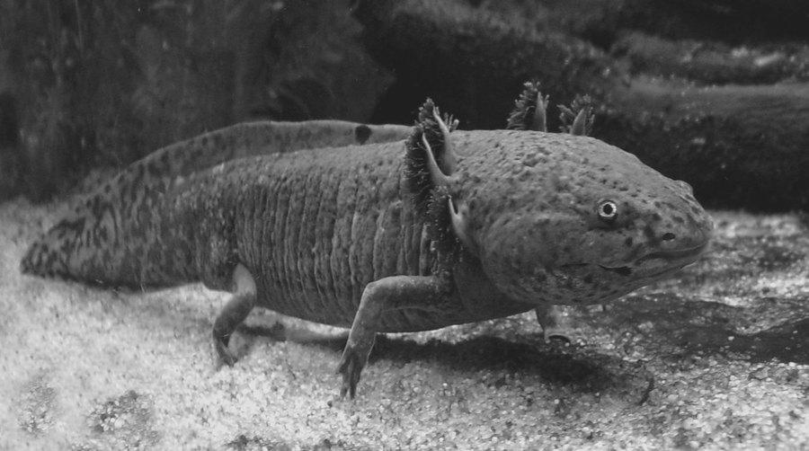 Axolotl (Ambystoma mexicanum), Foto 2008