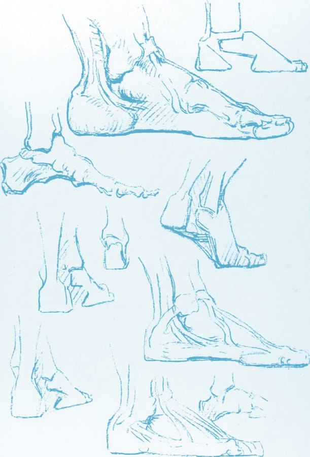 George B. Bridgman: Tafel aus Constructive Anatomy, New York 1920